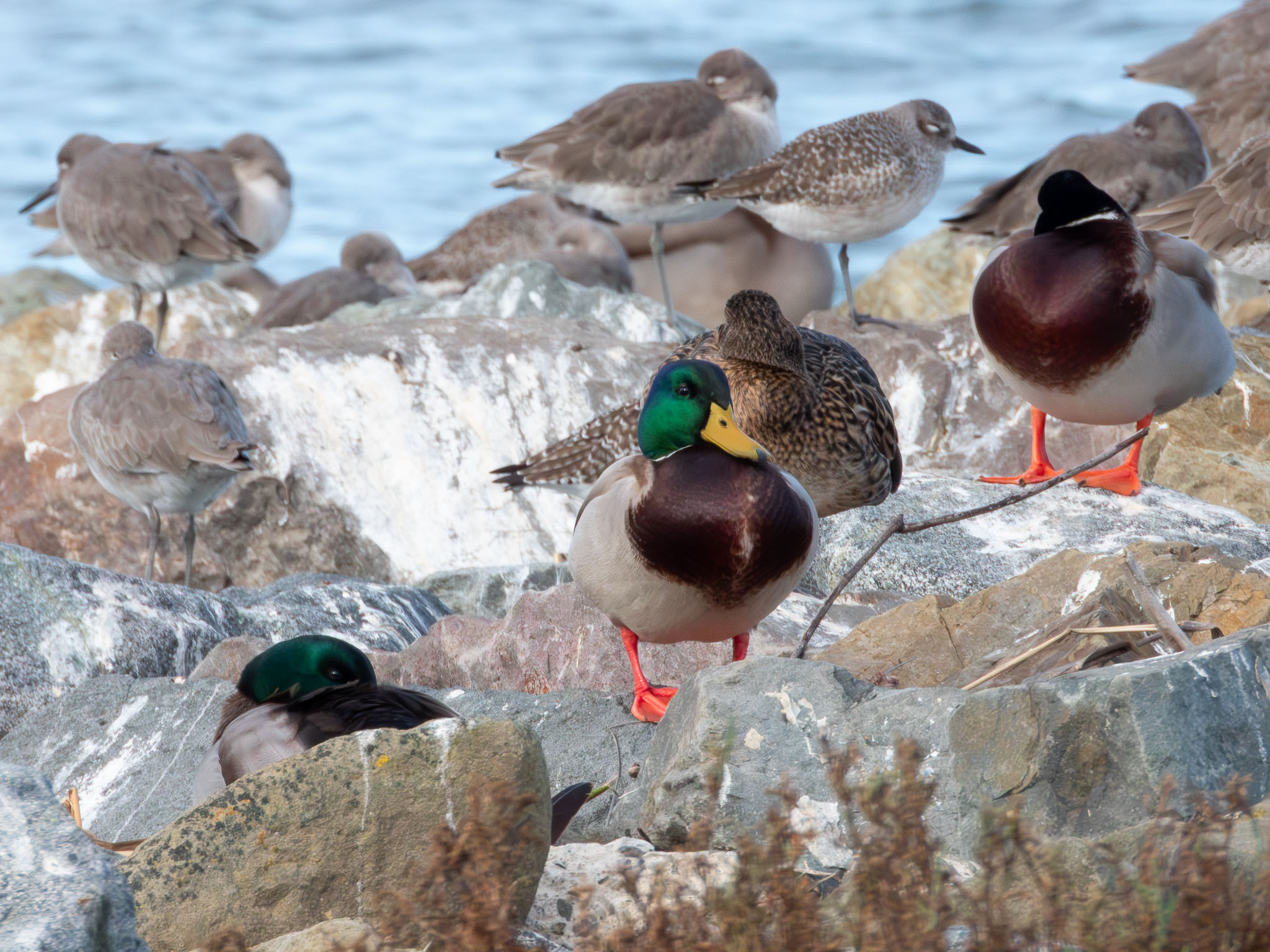 Mallard