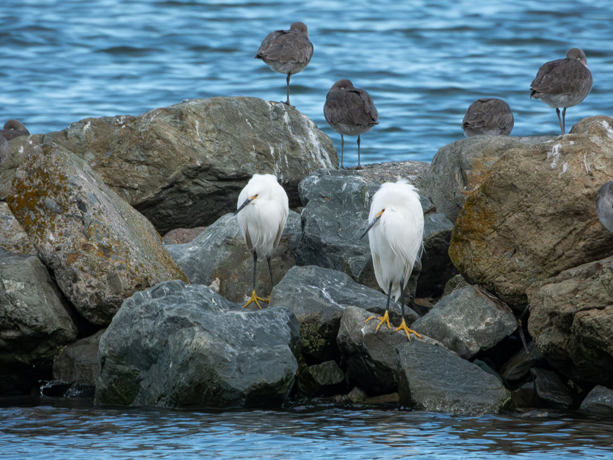 Snowy Egret