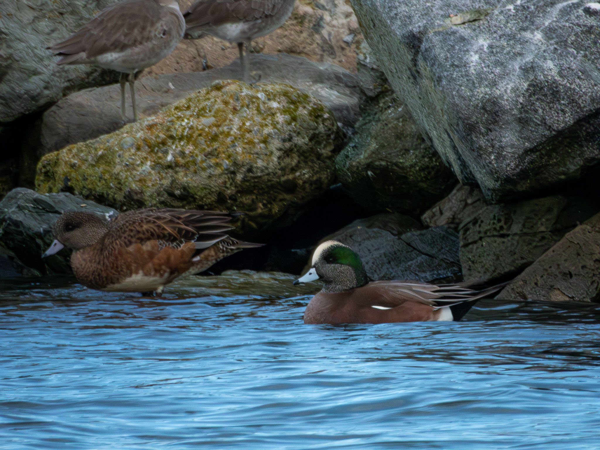 American Wigeon