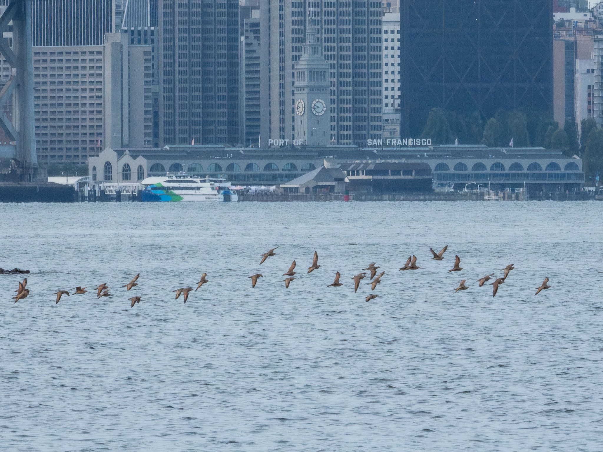 Marbled Godwit