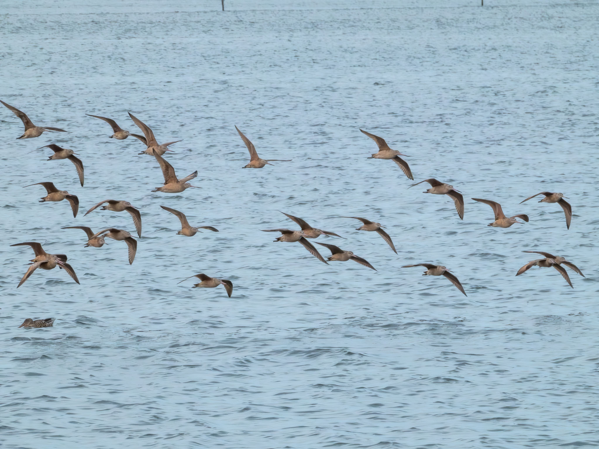 Marbled Godwit
