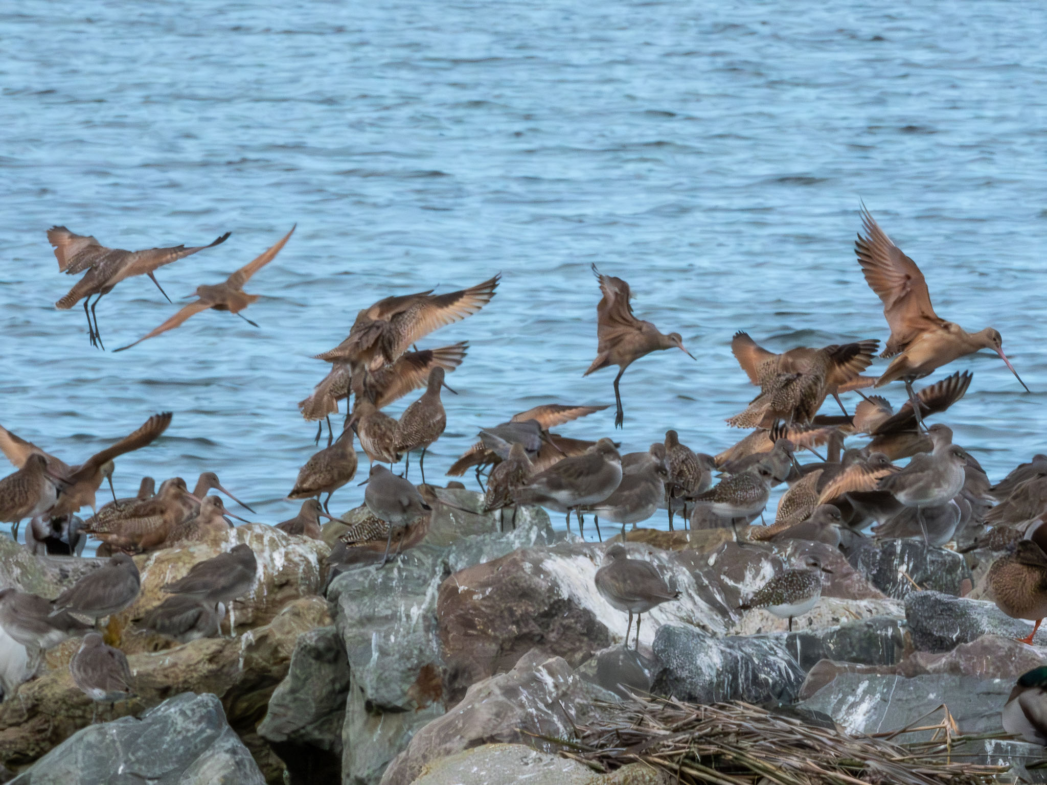 Marbled Godwit