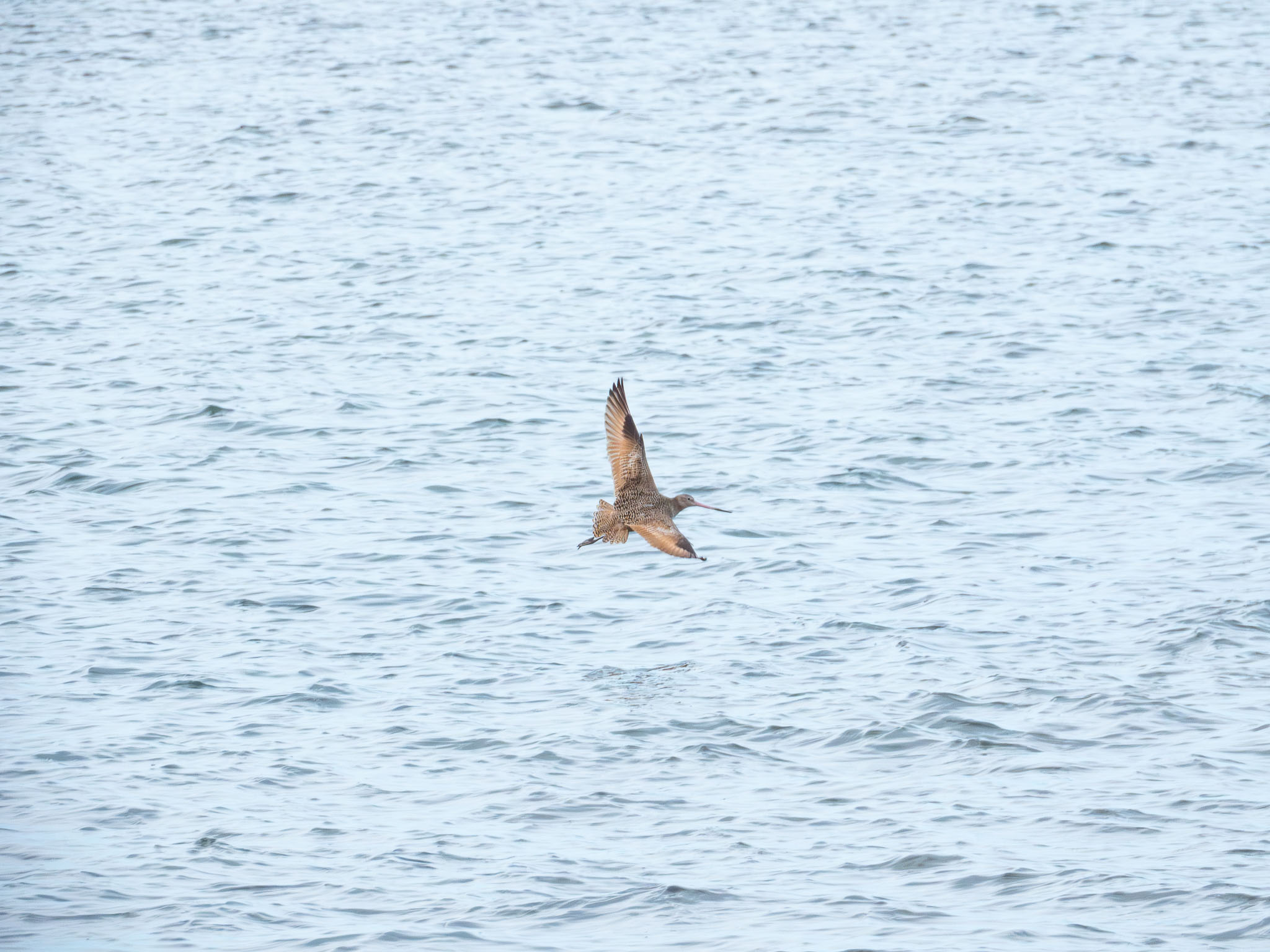 Marbled Godwit