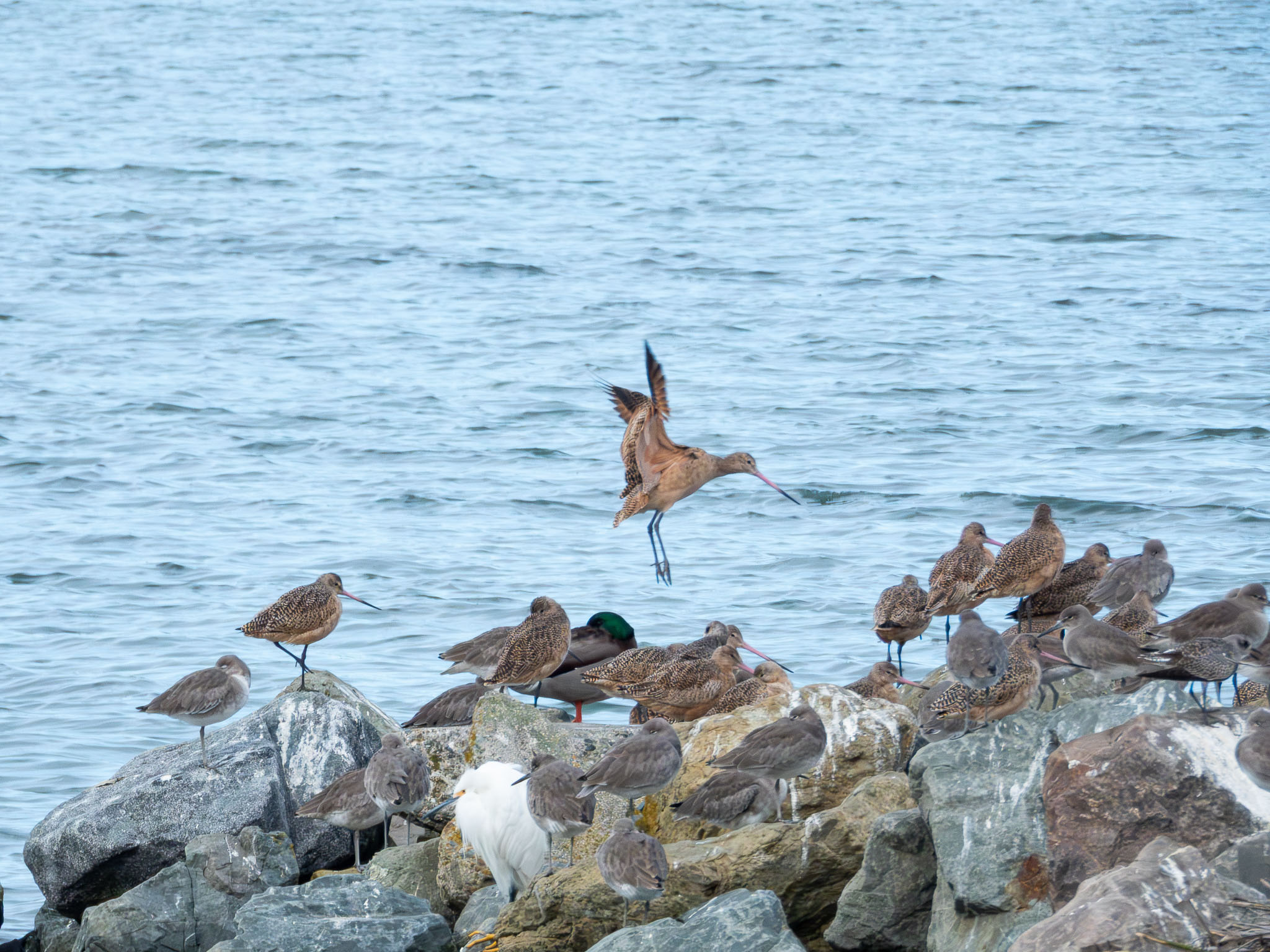 Marbled Godwit