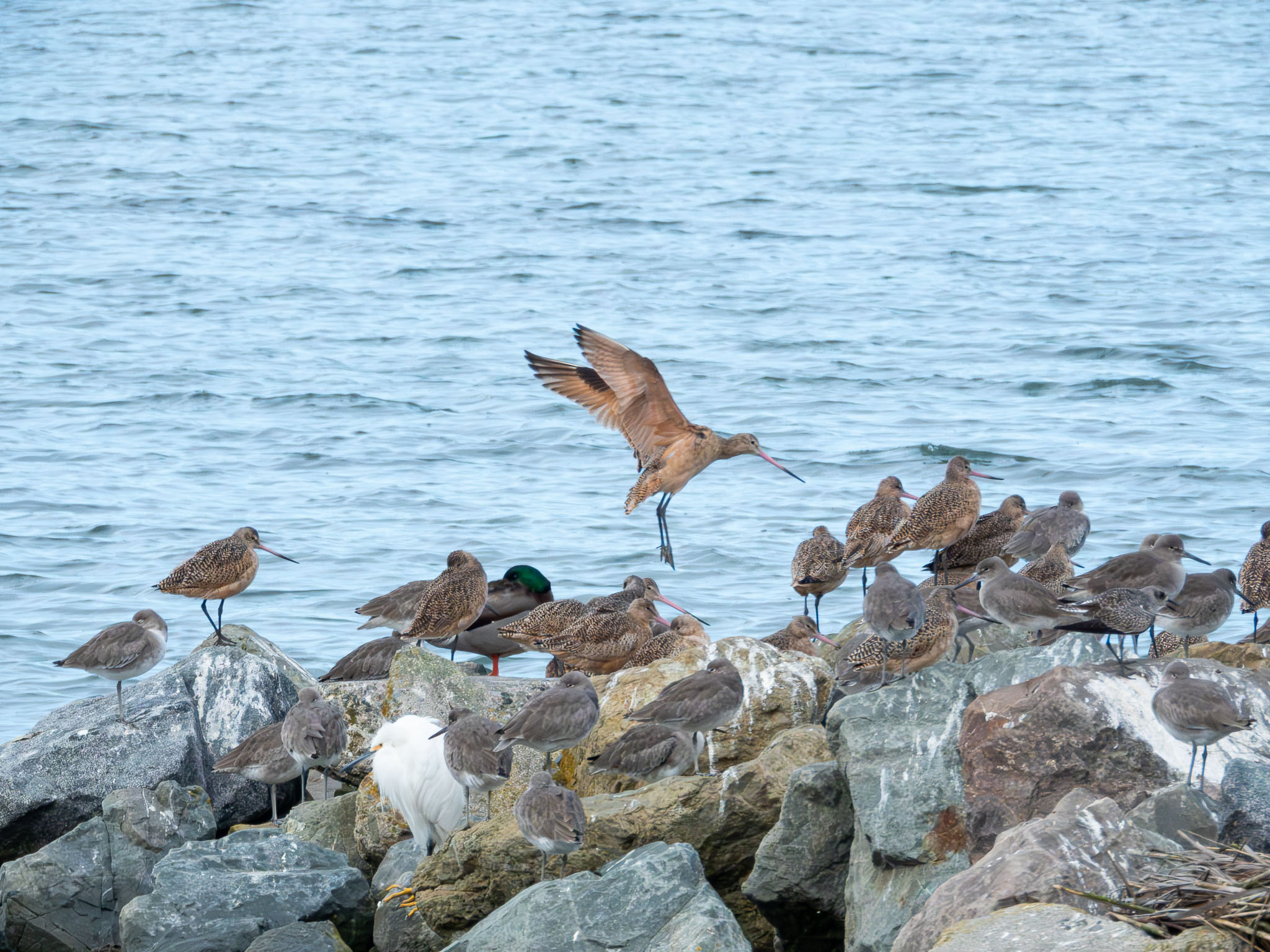 Marbled Godwit