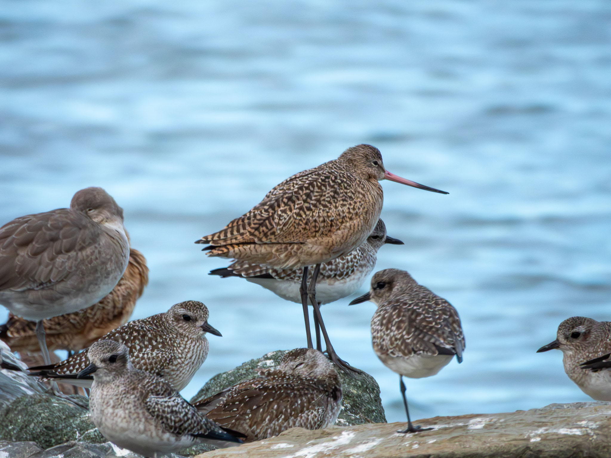 Marbled Godwit
