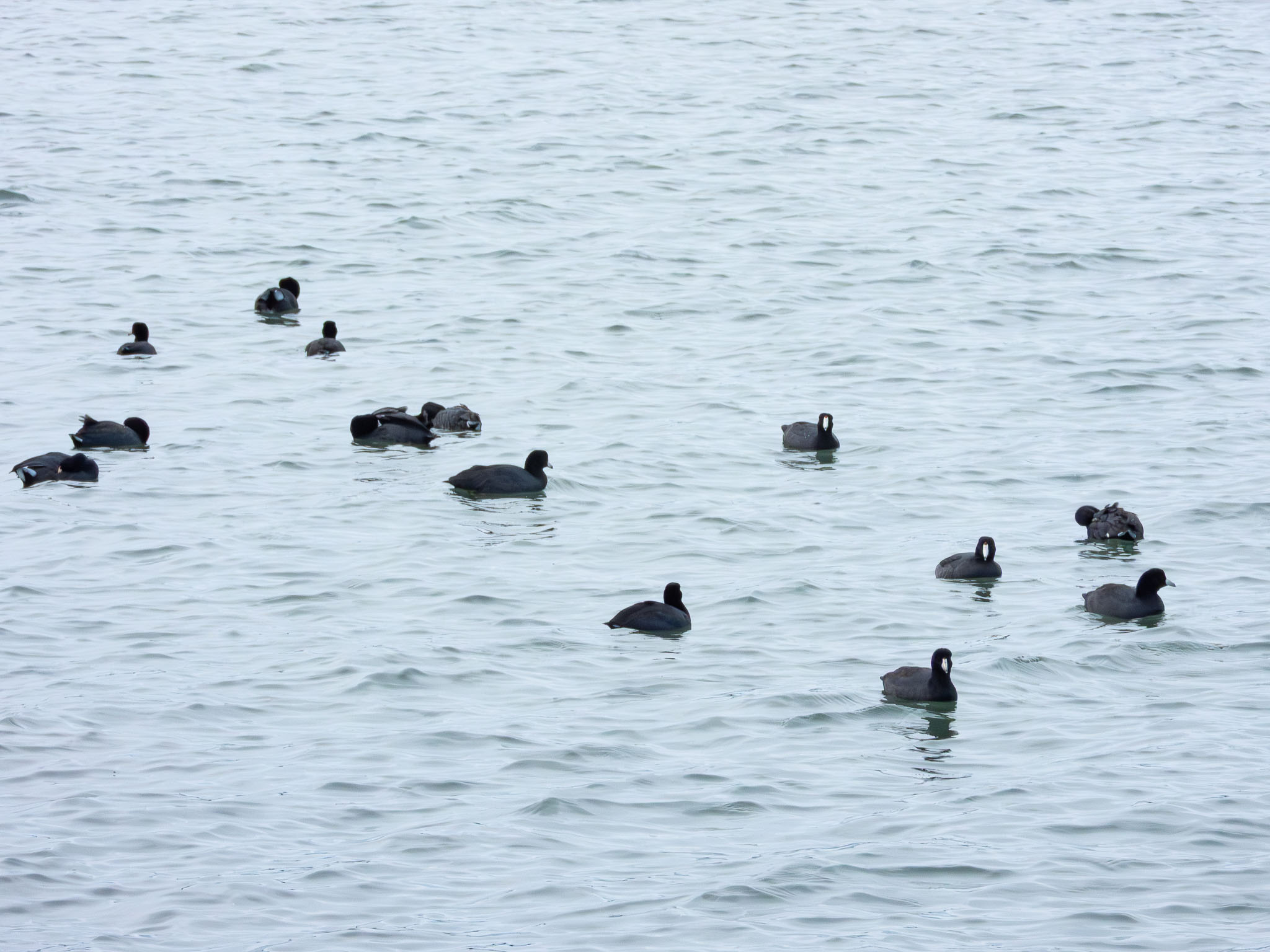 American Coot