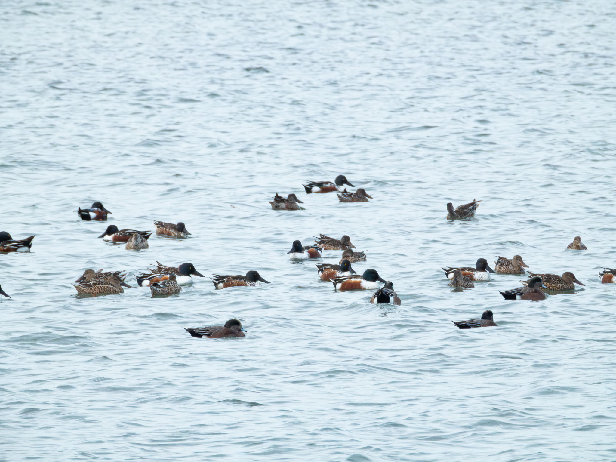 Northern Shoveler