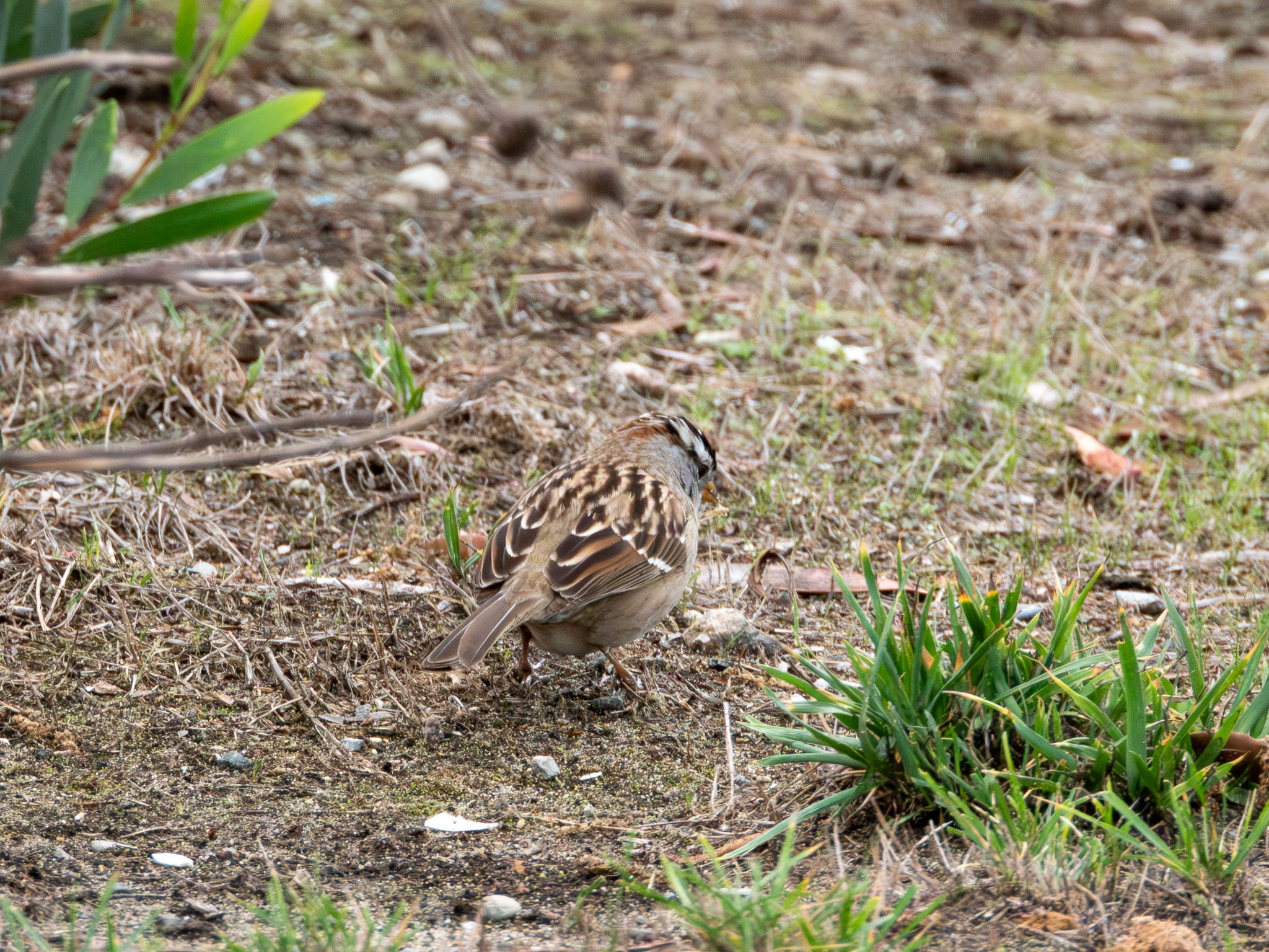 White-Crowned Sparrow