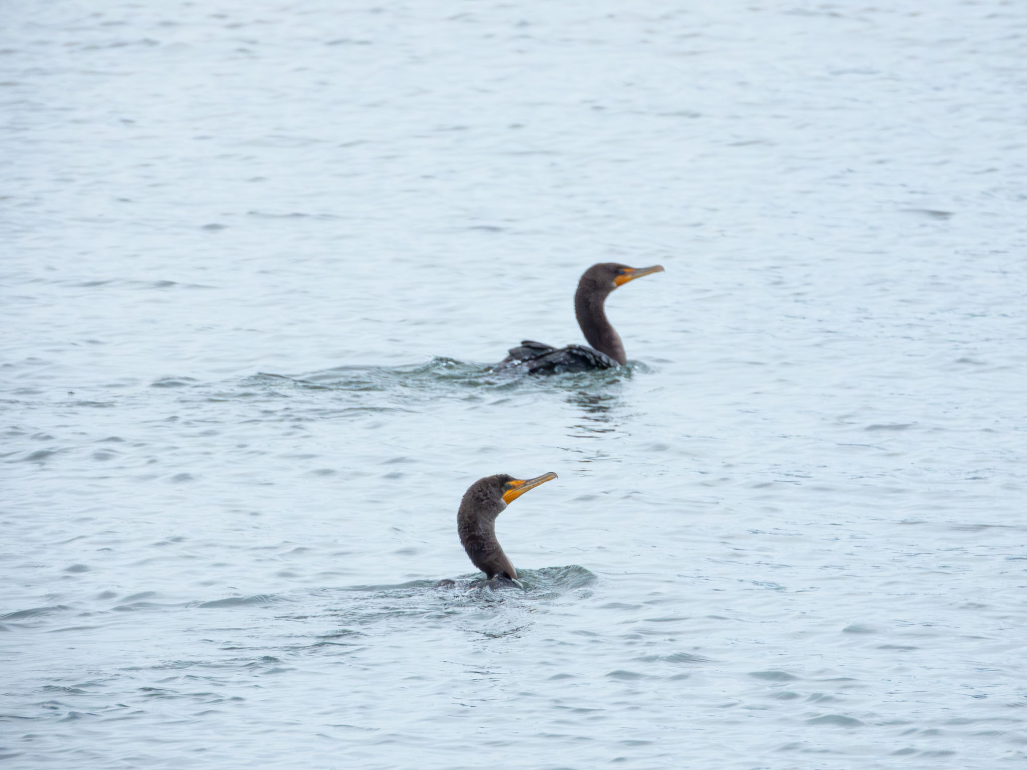 Double-Crested Cormorant