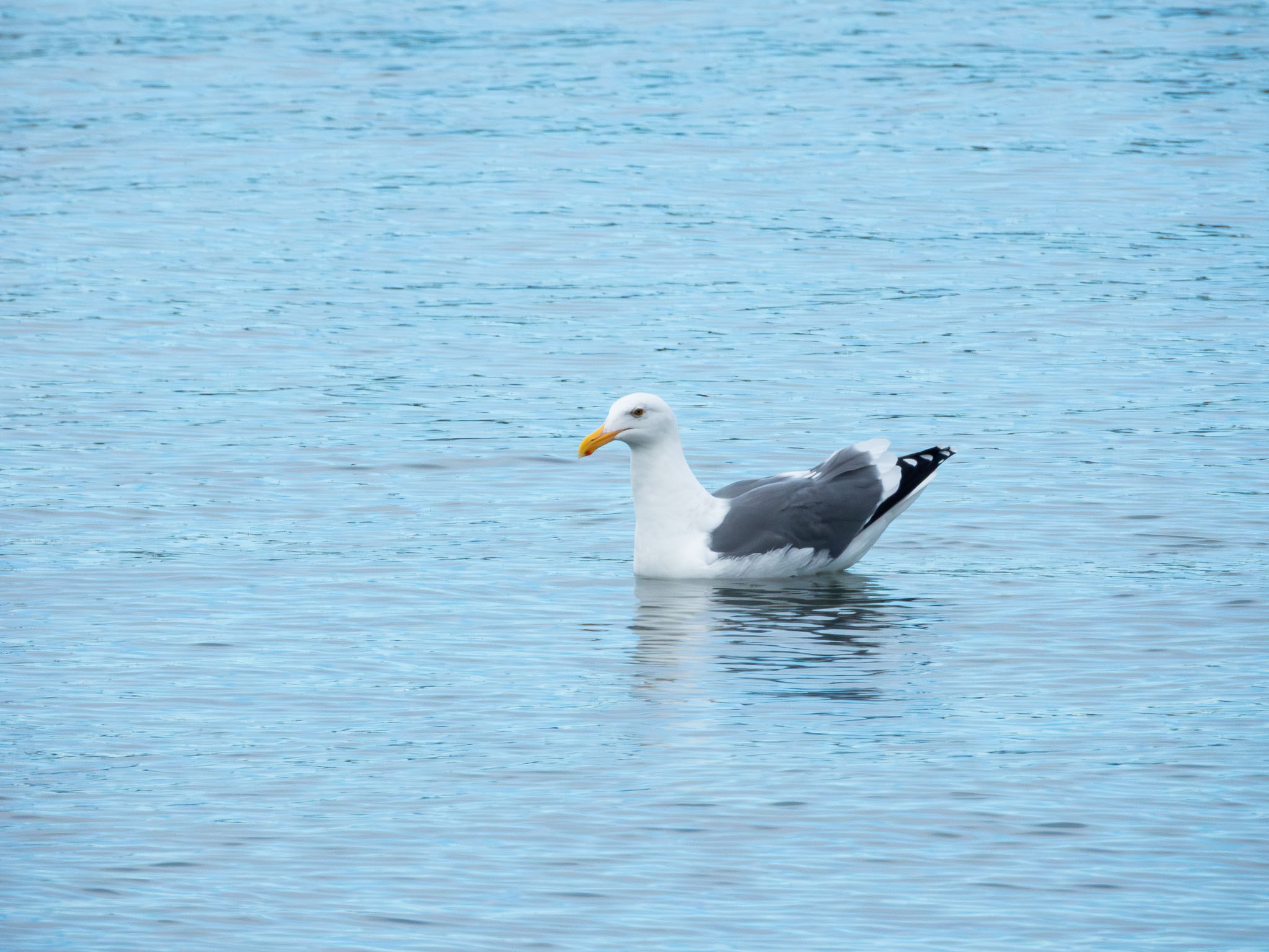 Western Gull
