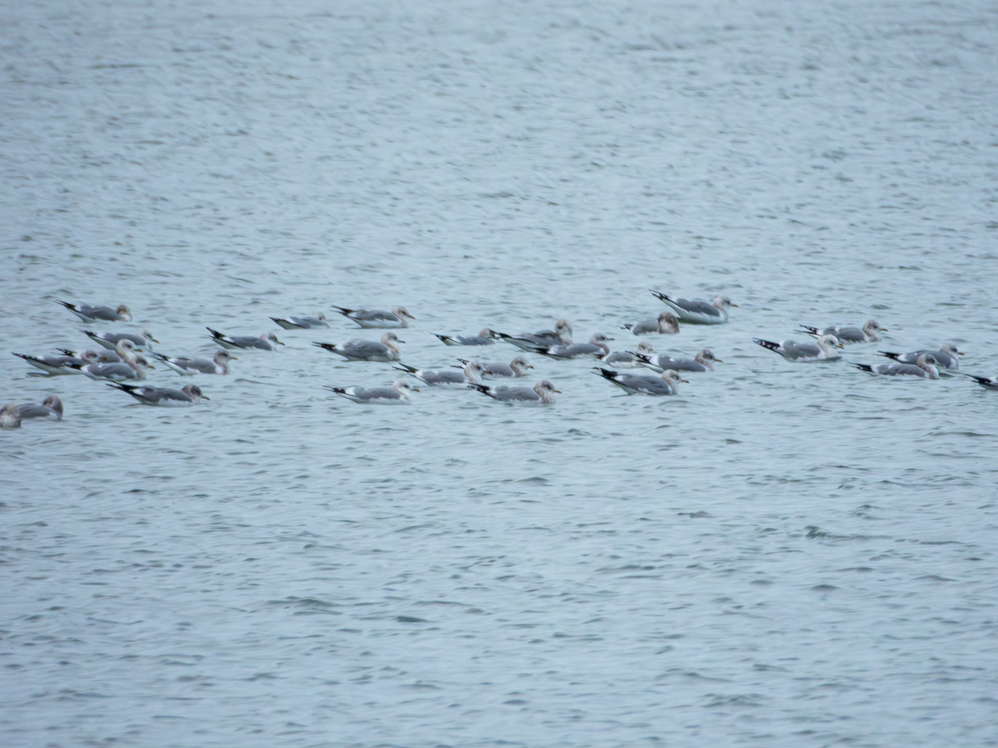 Western Gull