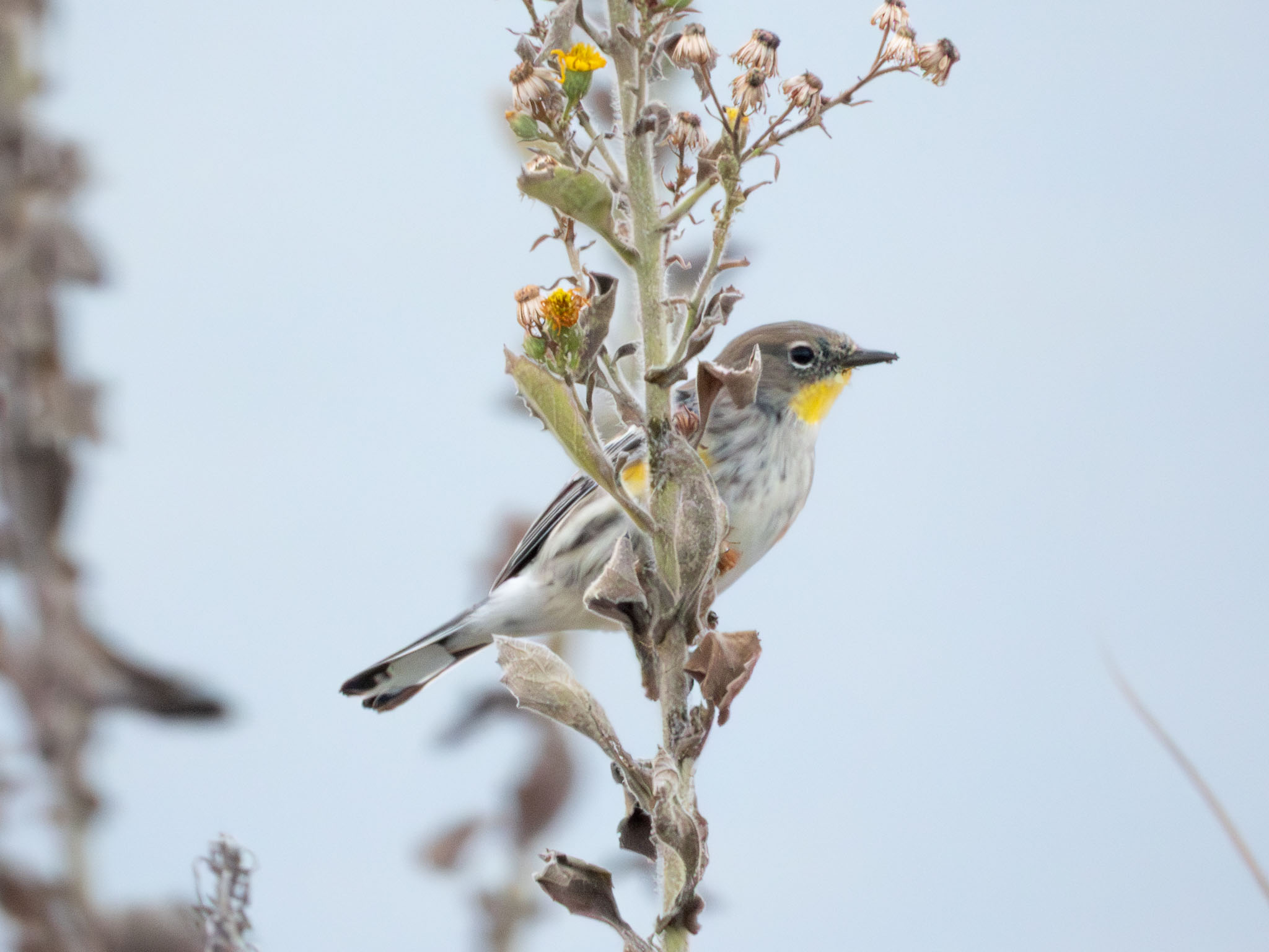 Yellow-Rumped Warbler