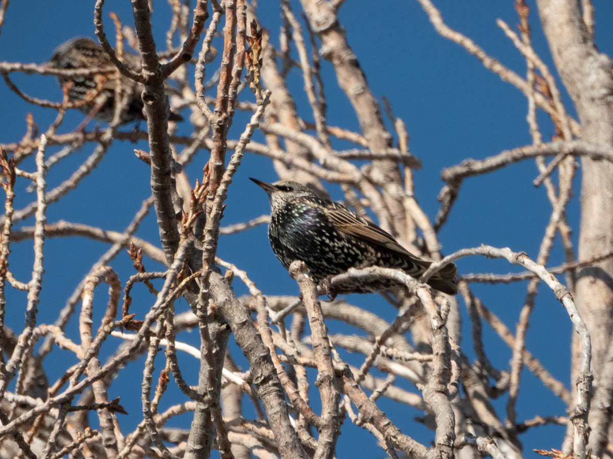 European Starling