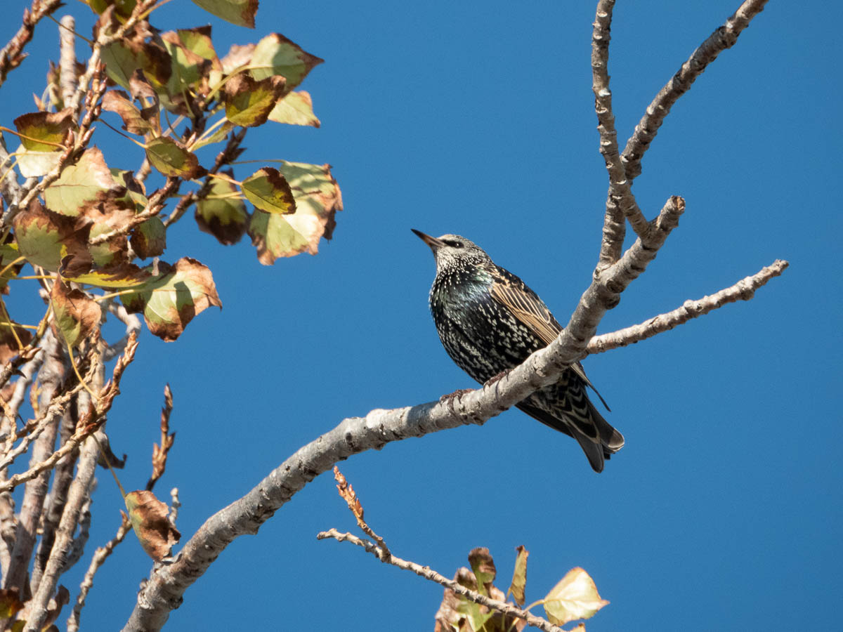 European Starling