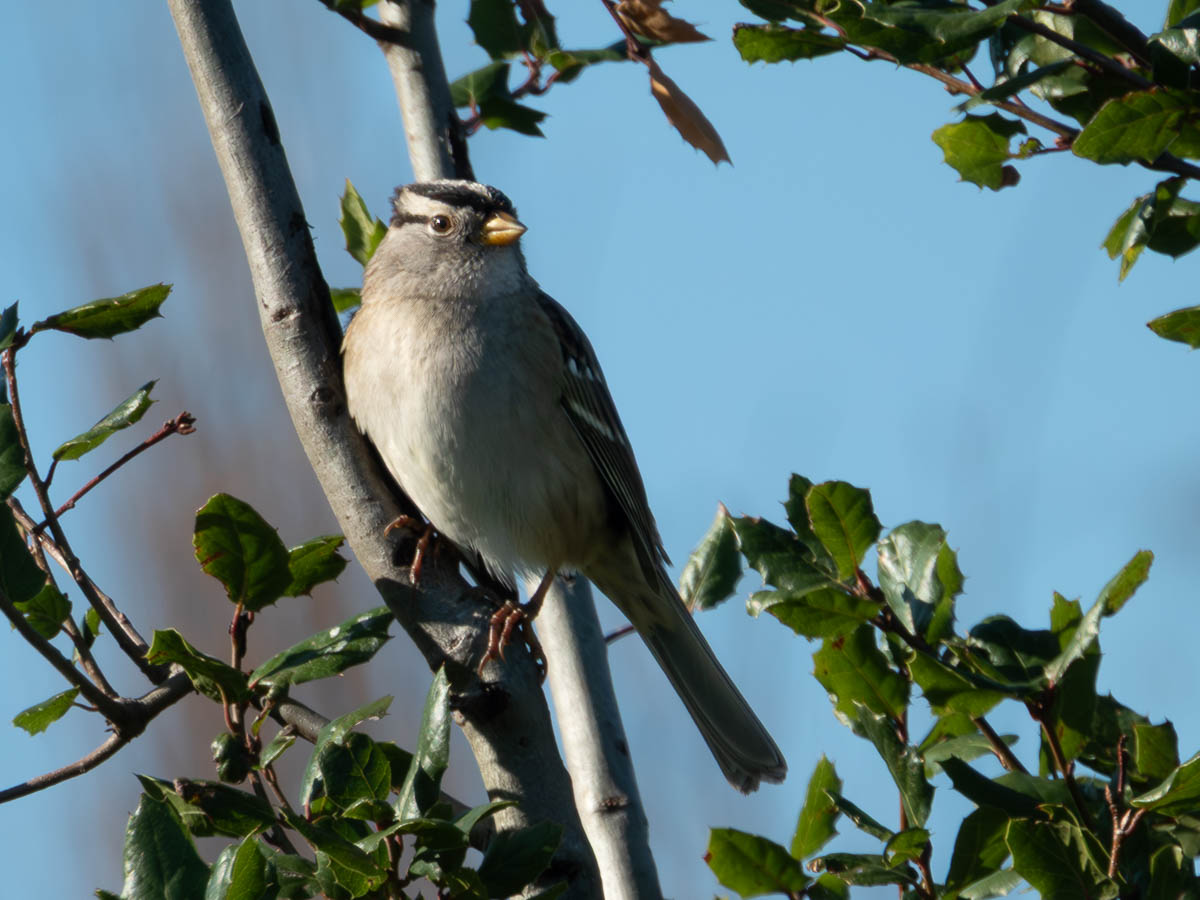 White Crowned Sparrow