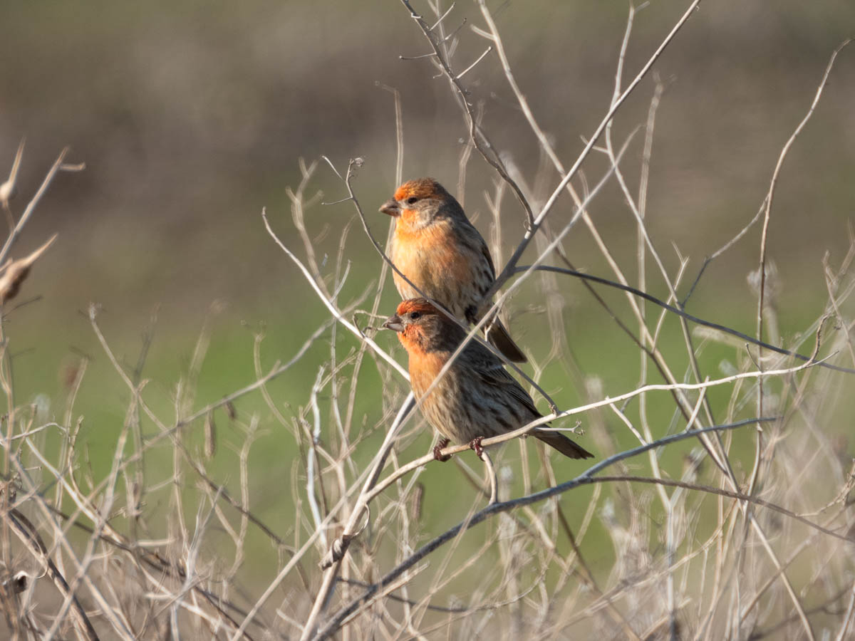 House Finch