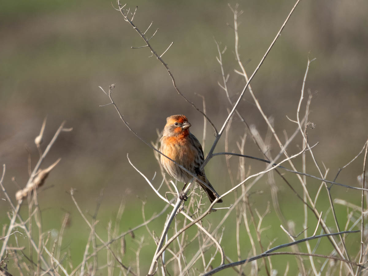 House Finch