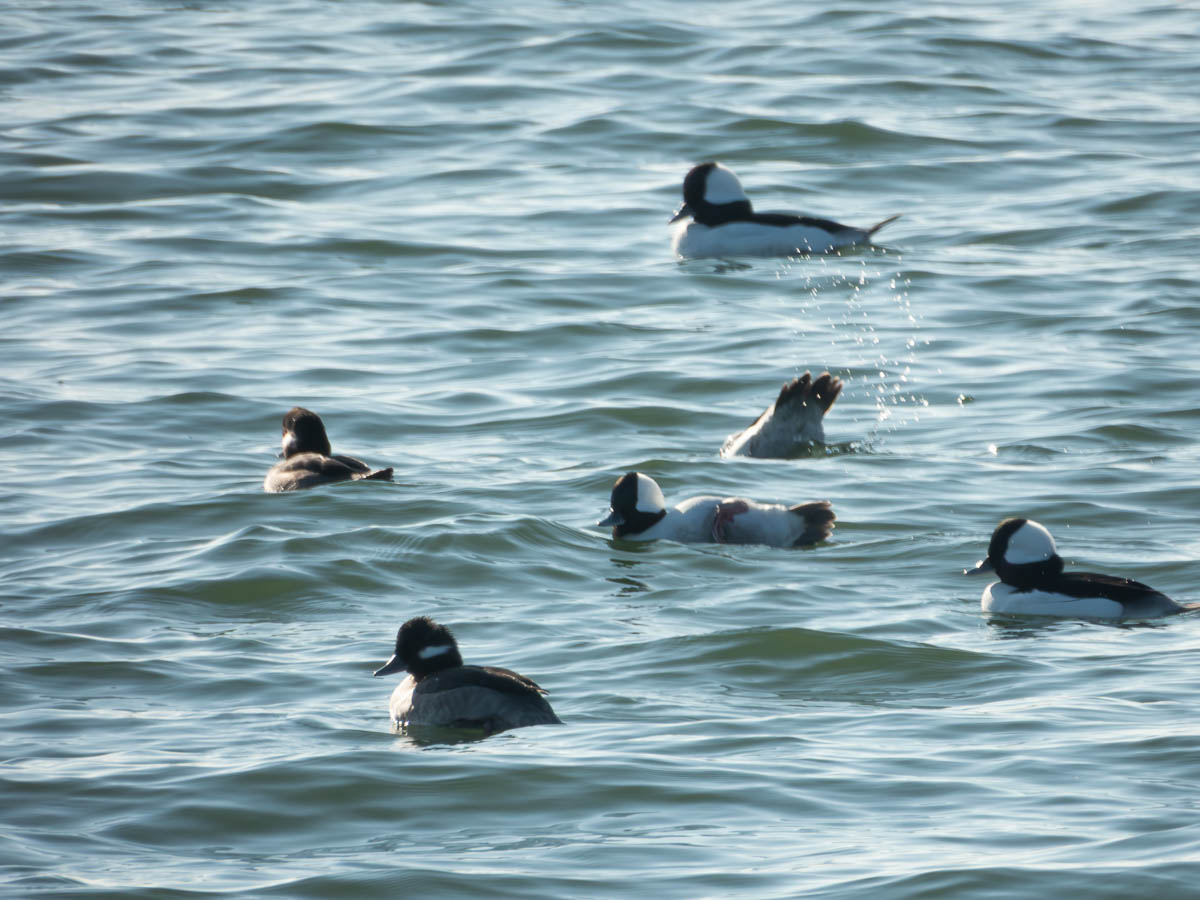 Bufflehead