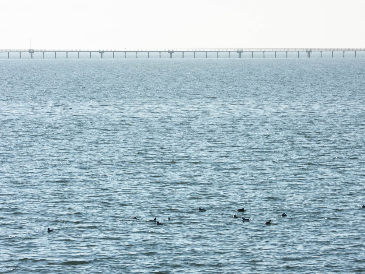 Bufflehead