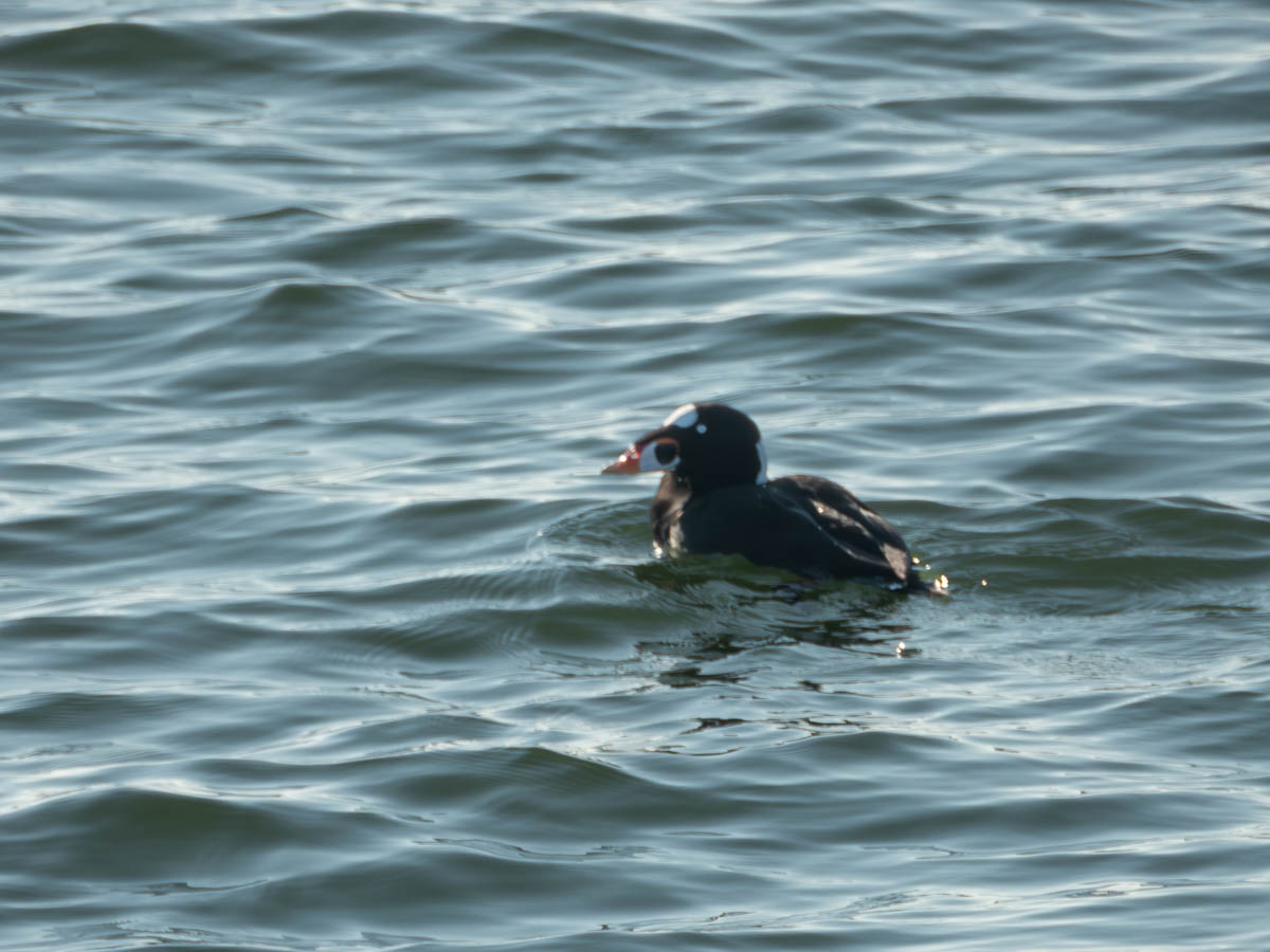 Surf Scoter