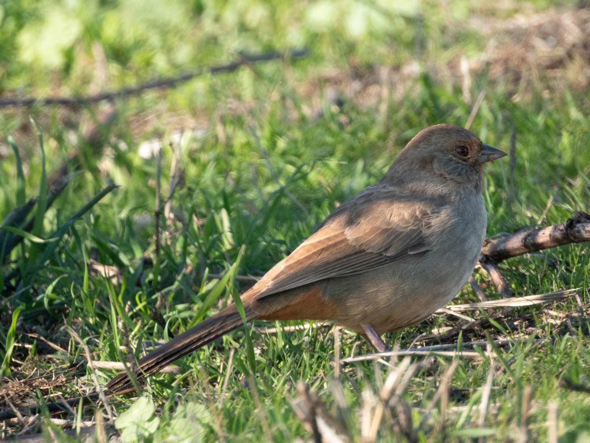 California Towhee