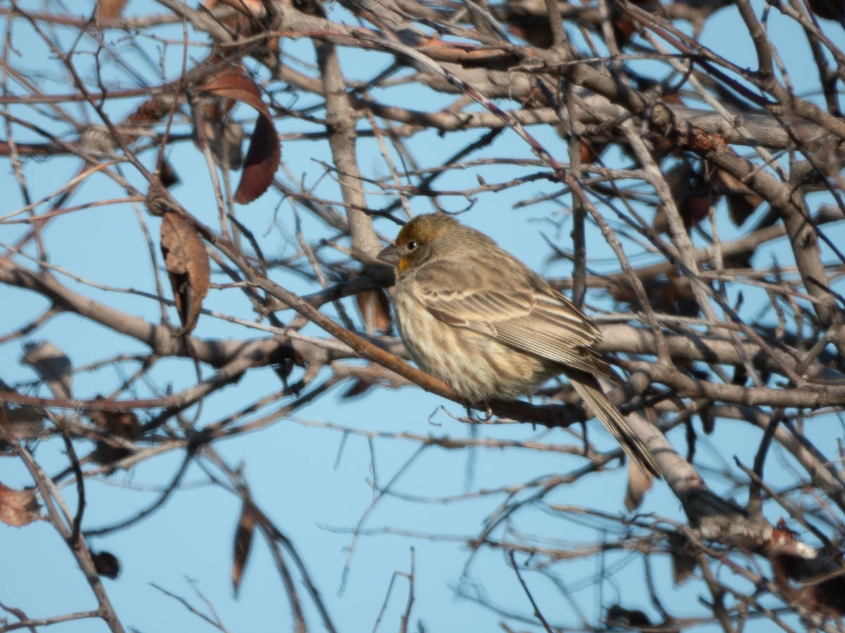 House Finch