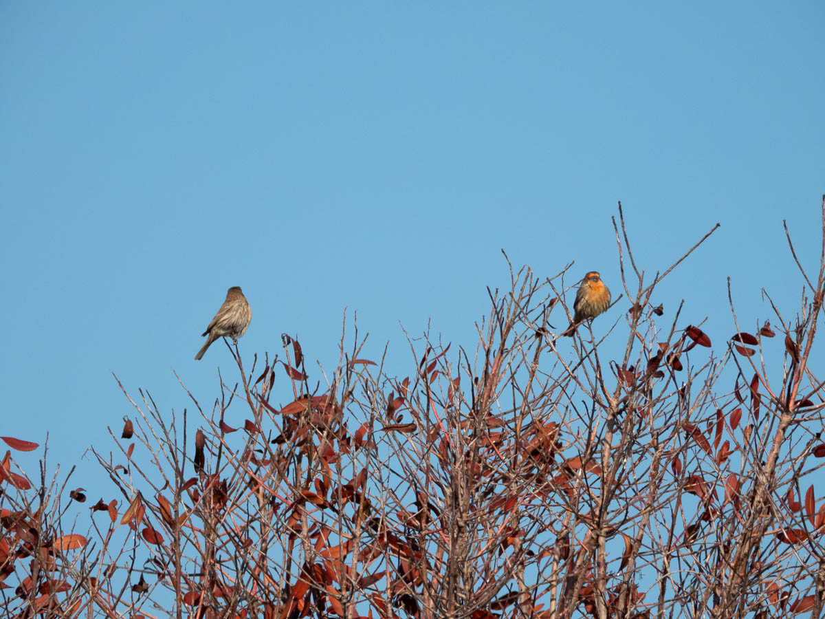 House Finch