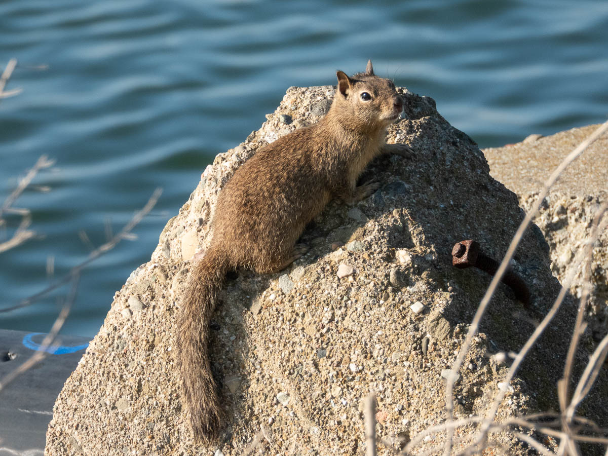 California Ground Squirrel