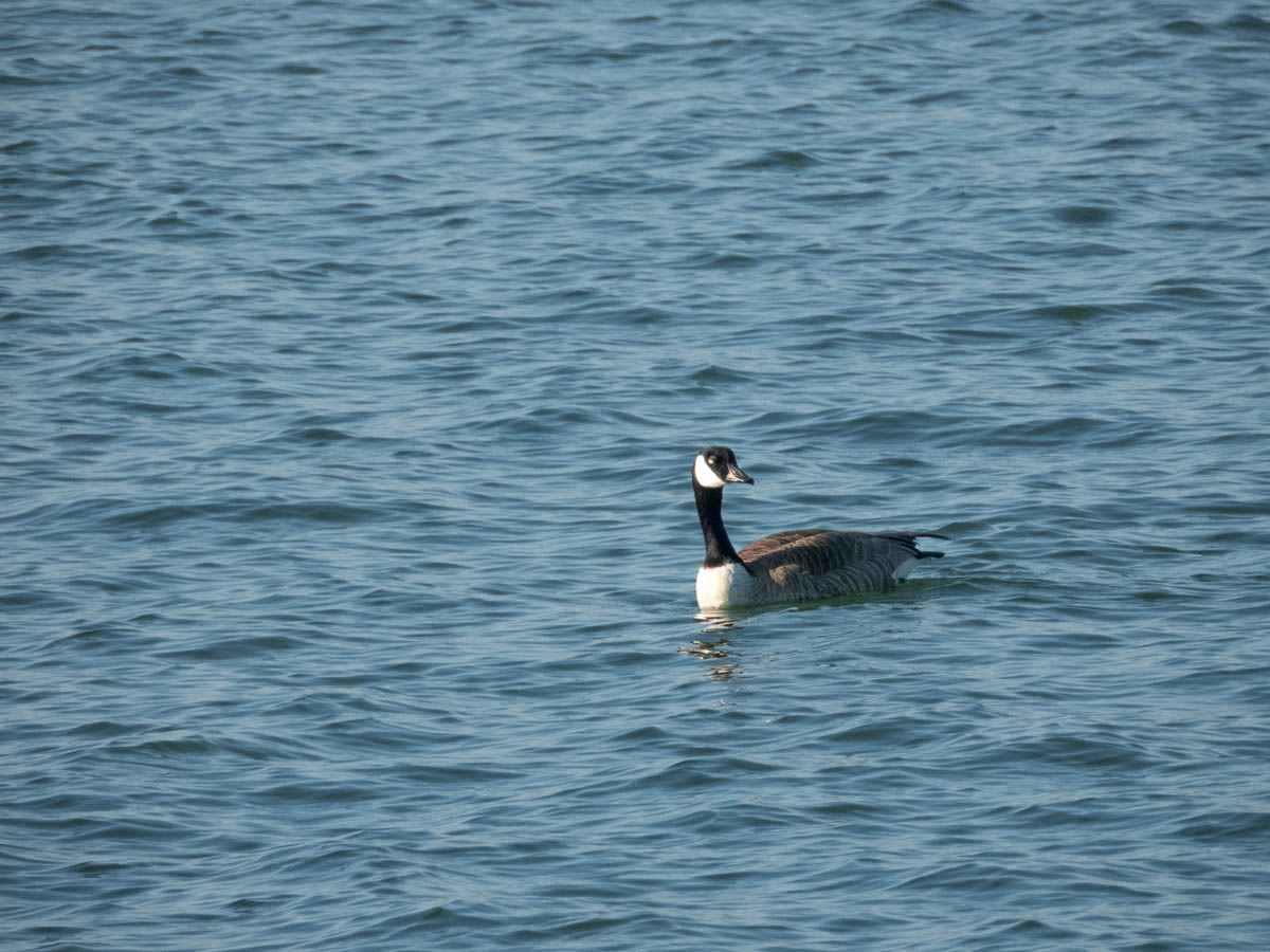 Canada Goose
