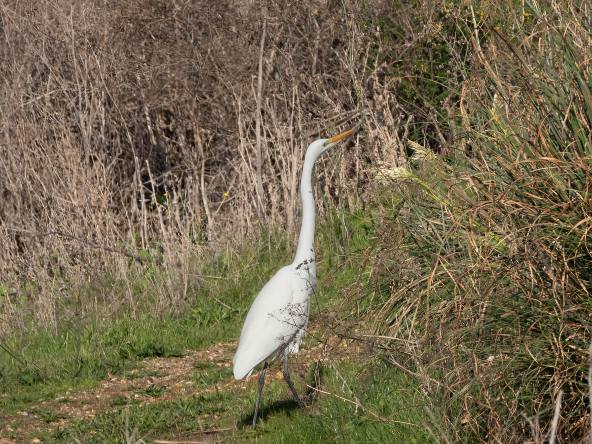 Great Egret