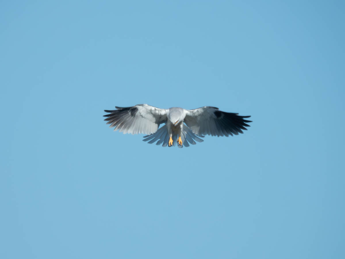 White-Tailed Kite