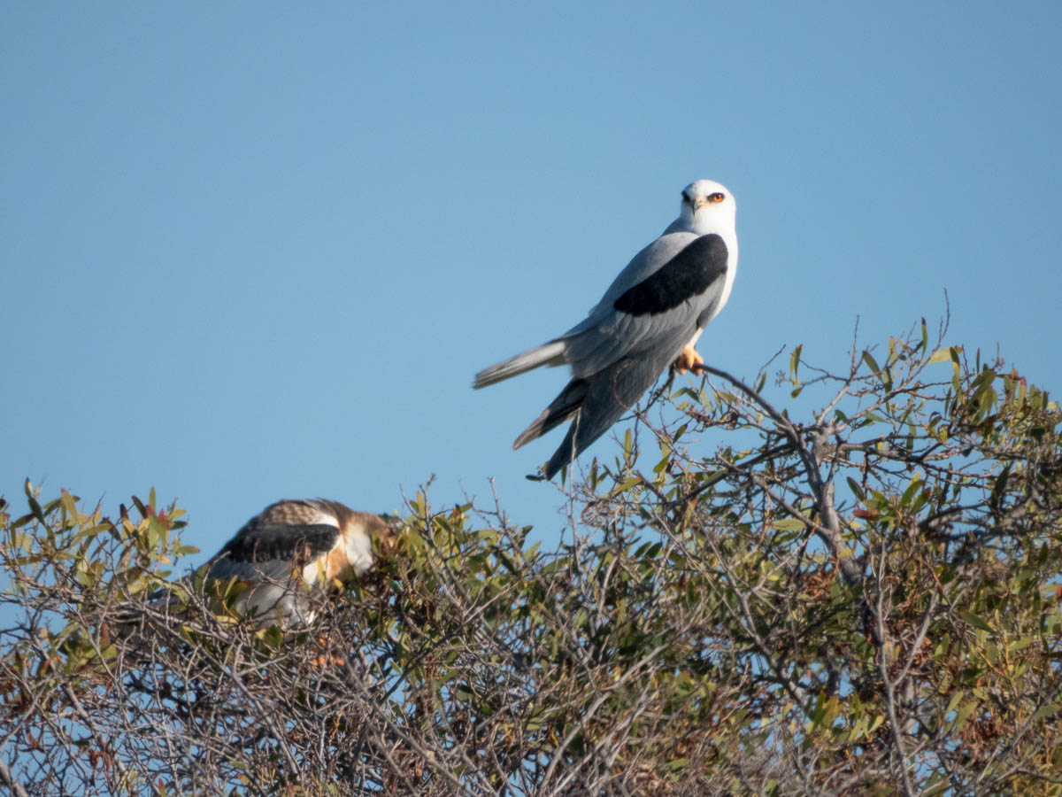 White-Tailed Kite