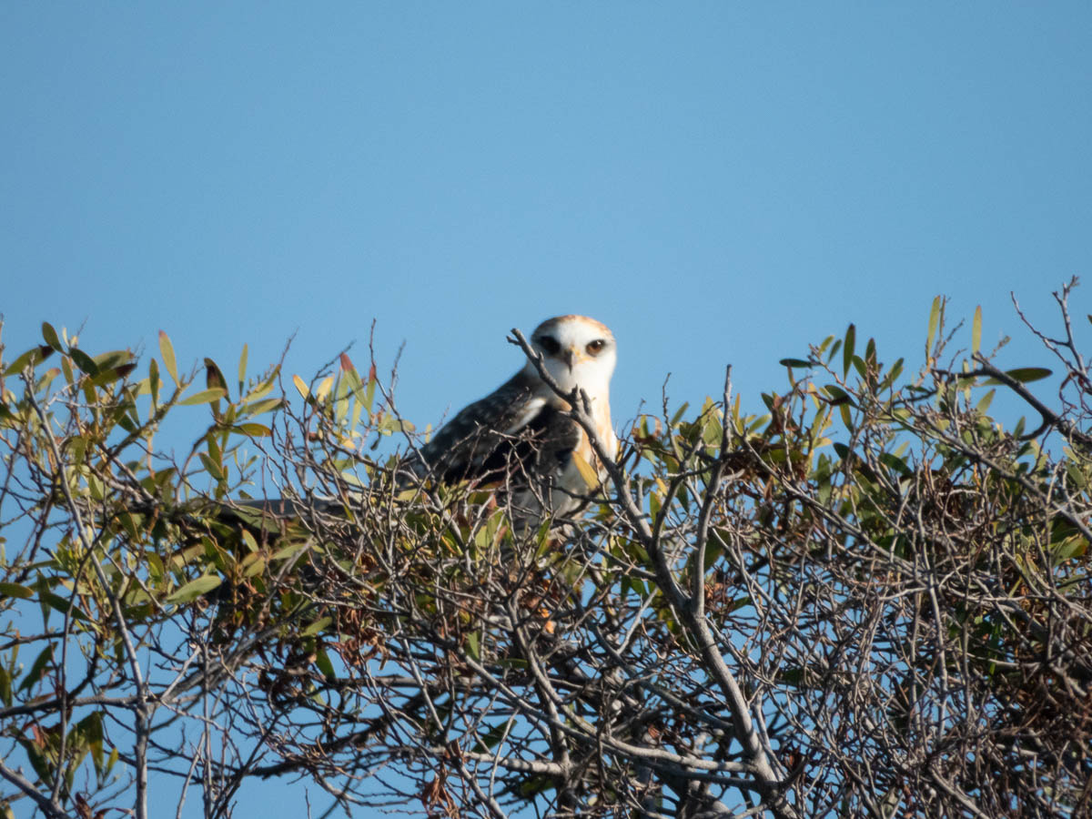 White-Tailed Kite