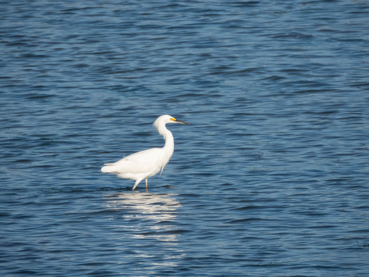 Snowy Egret