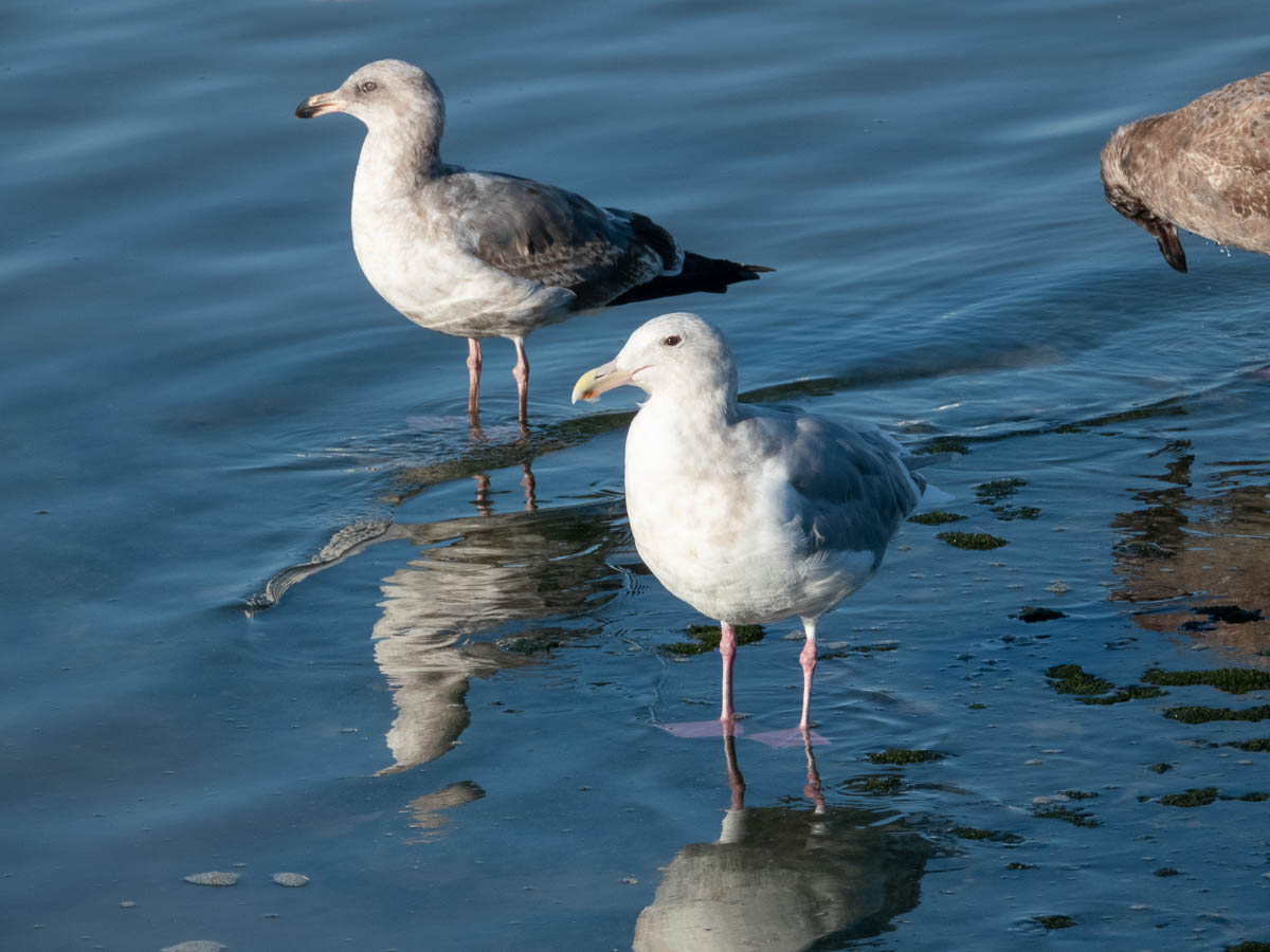 Herring Gull
