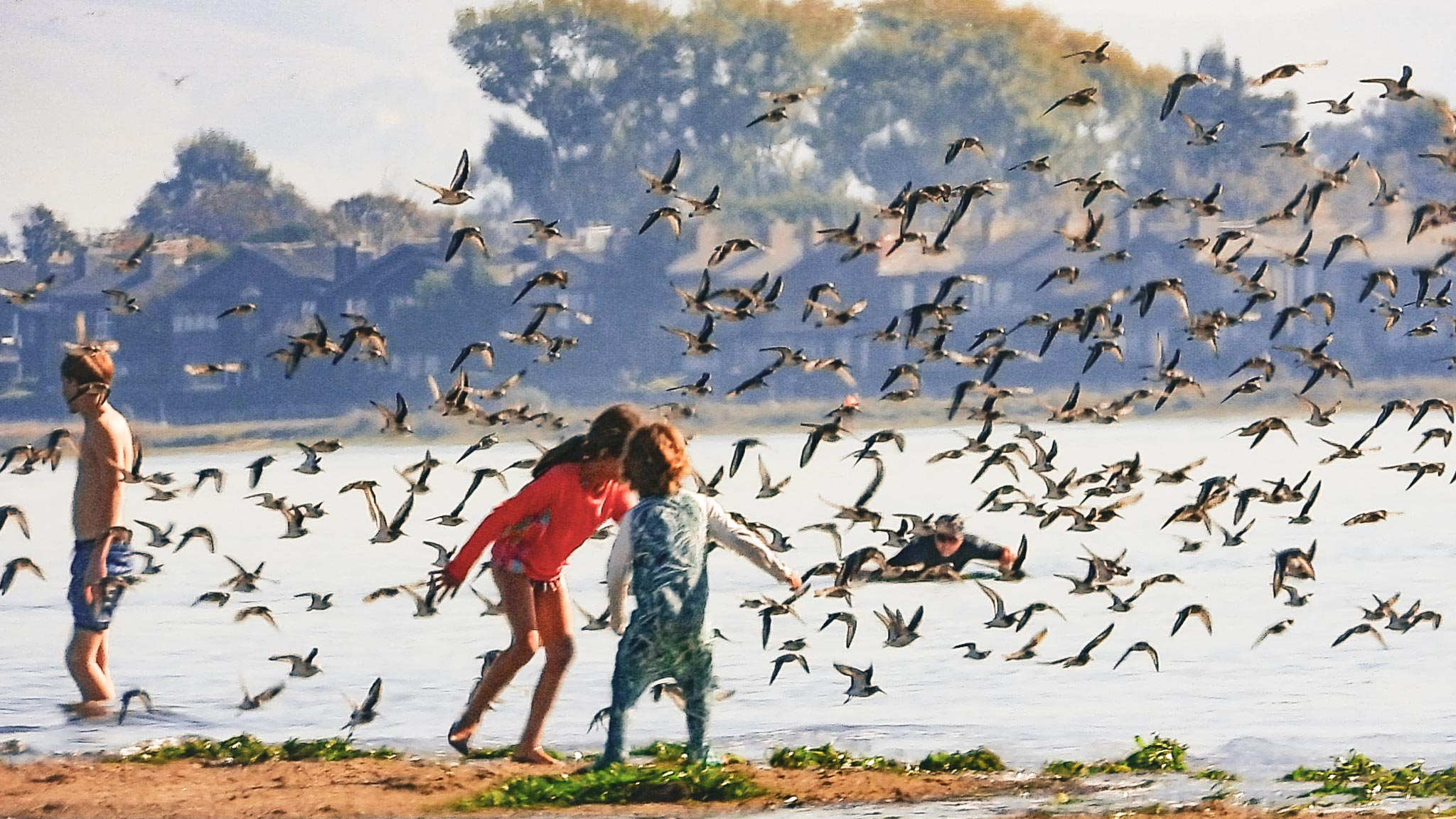Dunlin