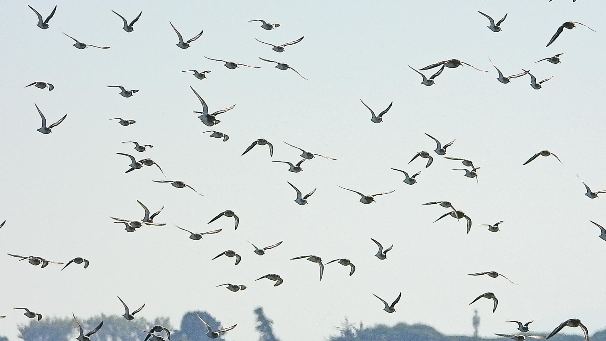 Dunlin