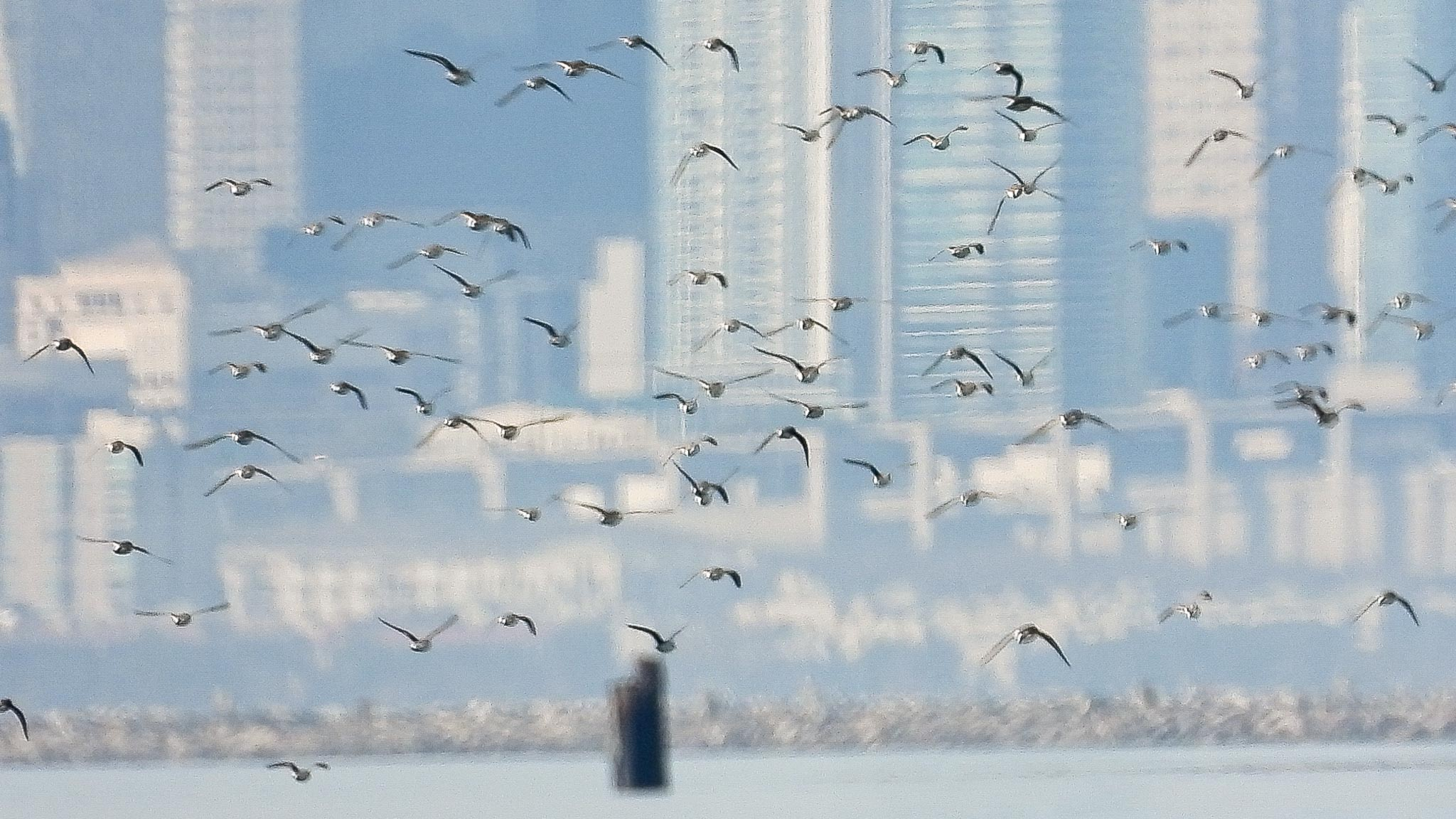 Dunlin
