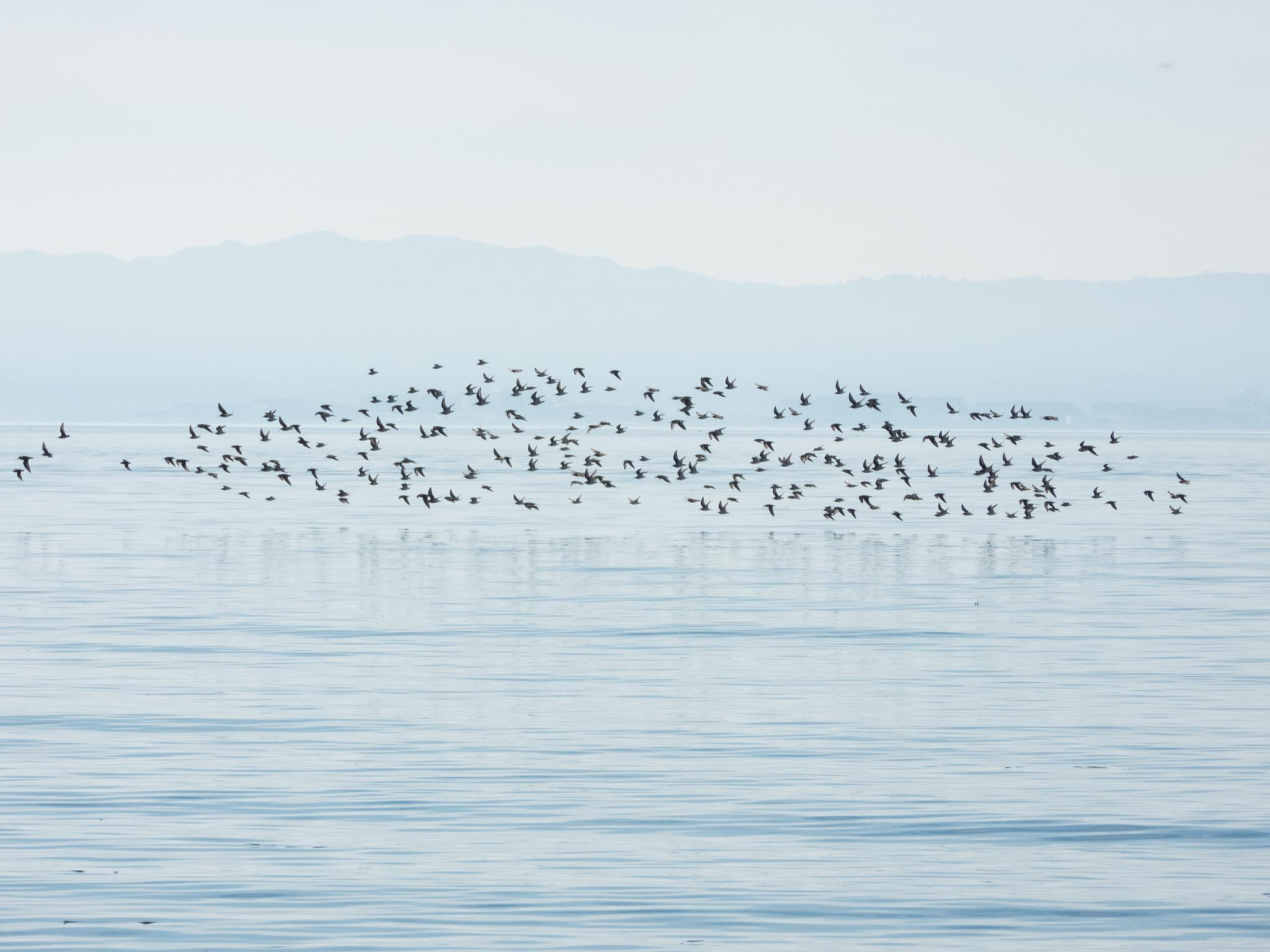 Dunlin