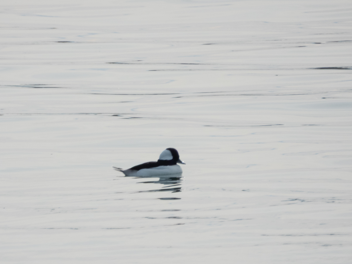 Bufflehead