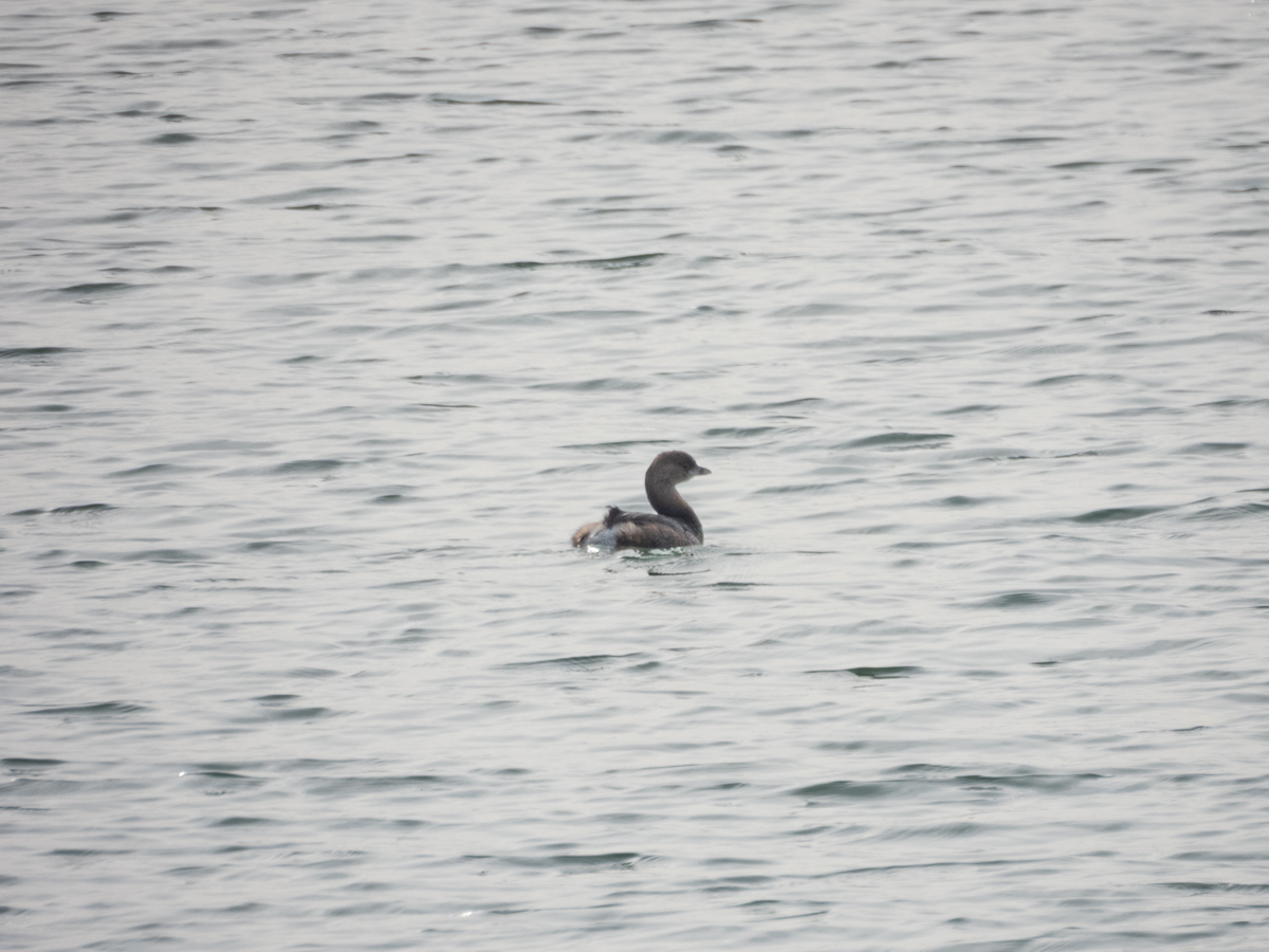 Pied-Billed Grebe