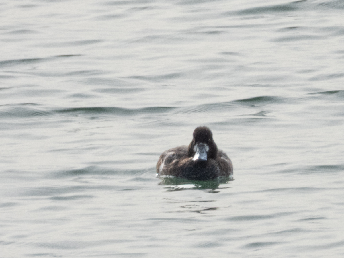 Lesser Scaup