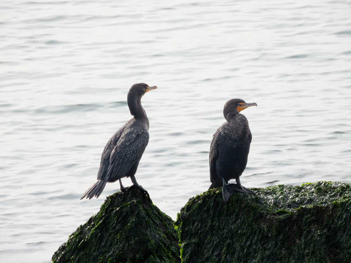 Double-Crested Cormorants