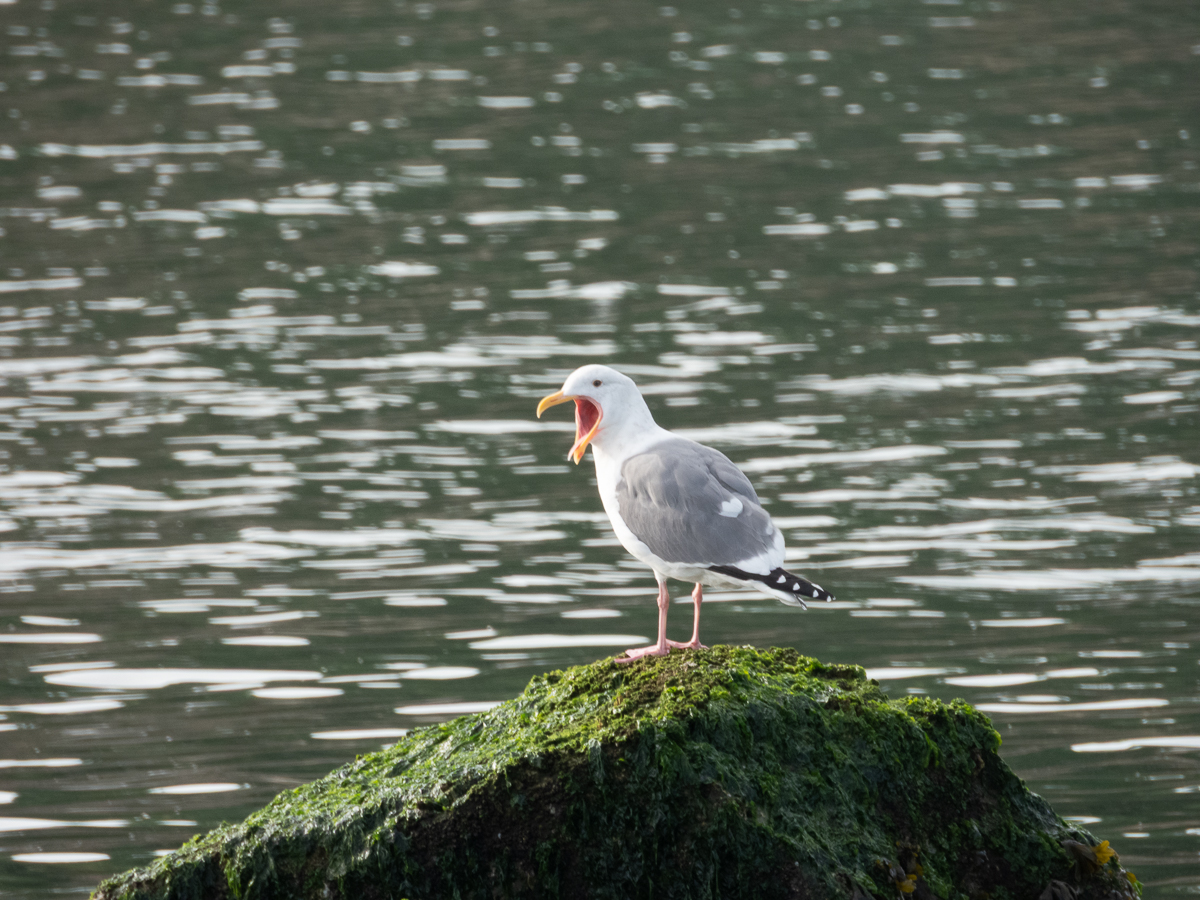 Western Gull