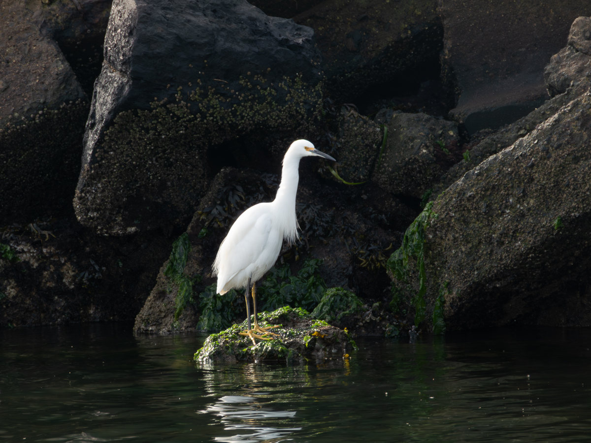 Snowy Egret