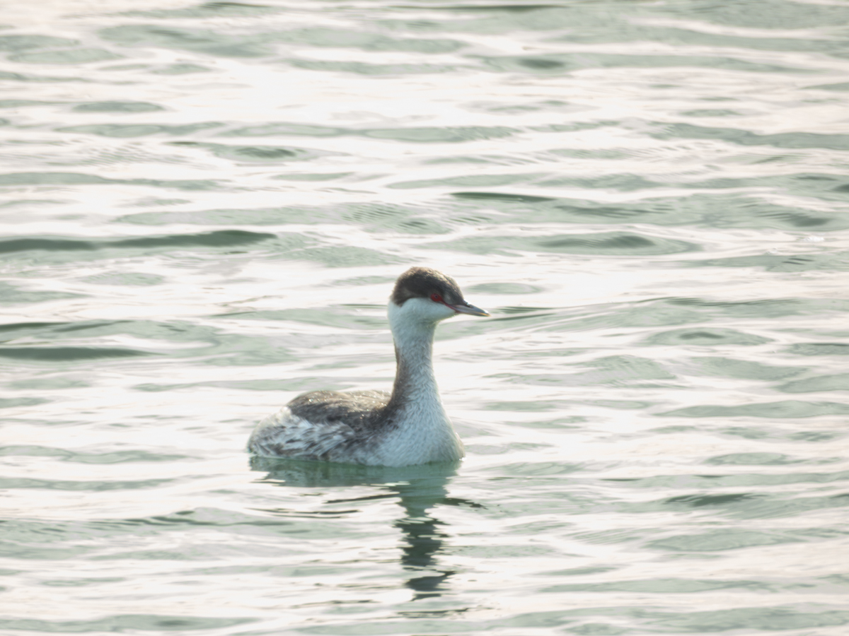 Western Grebe
