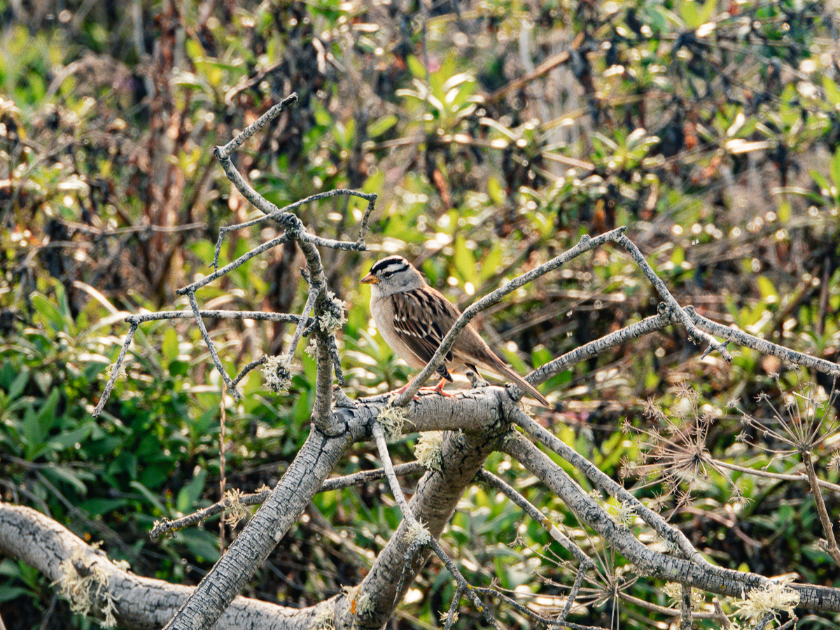 White-Crowned Sparrow