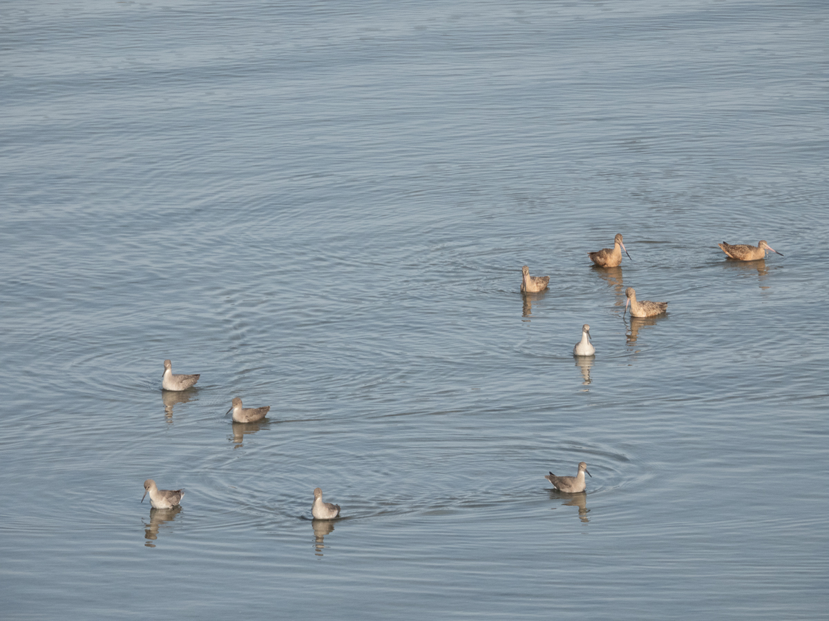 Willet and Marbled Godwit