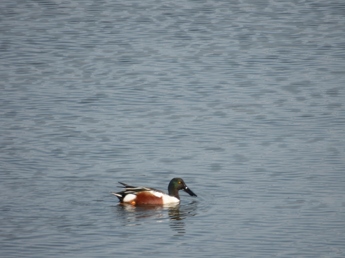 Northern Shoveler